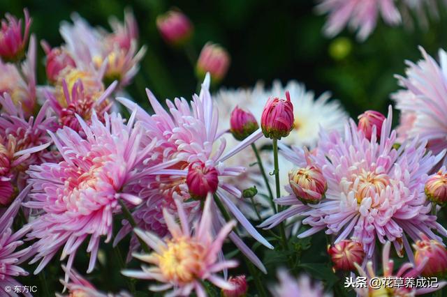 吉祥长寿的菊花，花语传说有哪些？