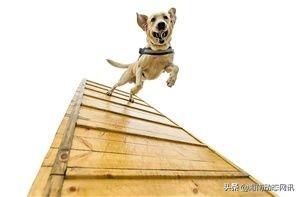 萌犬出没！海口美兰机场迎来它，嗅携违禁品箱