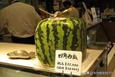 一个西瓜1300元！这家果蔬店竟然开了182年