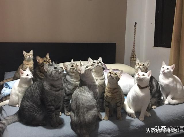 猫奴要花10万元带20只田园猫回国，自己养的猫就算破产也不离不弃