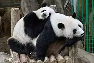 中国大熊猫惨遭“退货”？马来西亚：再不送走就要被吃垮了！