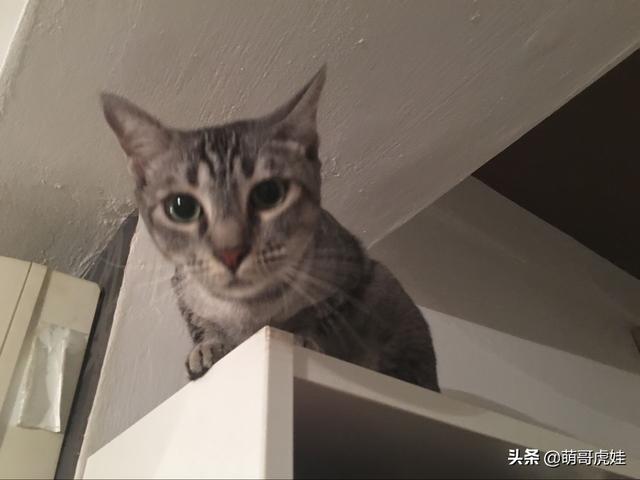 3个月把20只猫从新加坡带回中国，这位铲屎官是如何做到的？