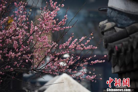福州古刹梅林尽染 林阳赏梅成闽都新俗