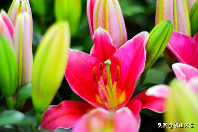 里水：中国香水百合名镇 探秘百合花如何撬动乡村振兴
