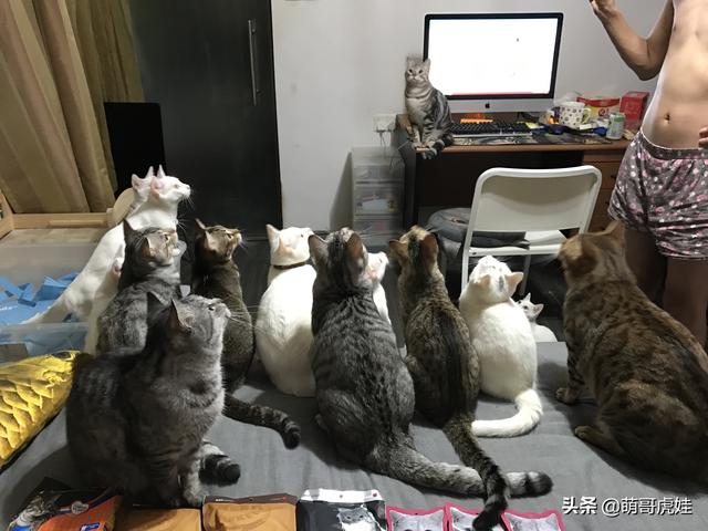铲屎官借助媒体的力量完成心愿，终于如愿把自己养的20只猫带回国