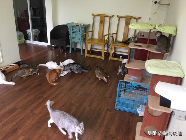 主人把别墅改造成猫屋，一群喵星人好吃好住还有专人打扫太幸福了