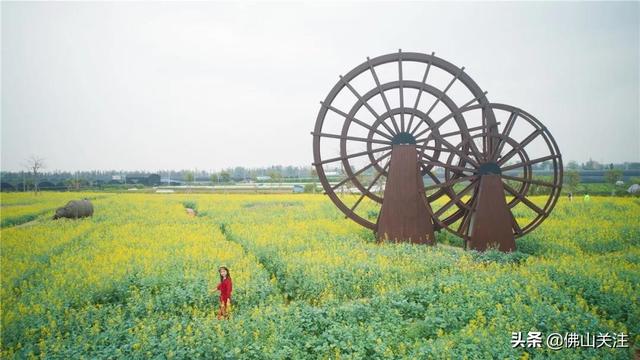 里水：中国香水百合名镇 探秘百合花如何撬动乡村振兴