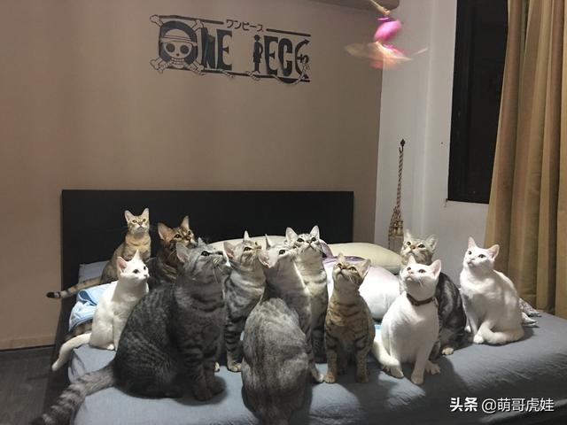 主人要把20只猫咪陆续带回国，看着伙伴们离开，剩下的猫开始慌了