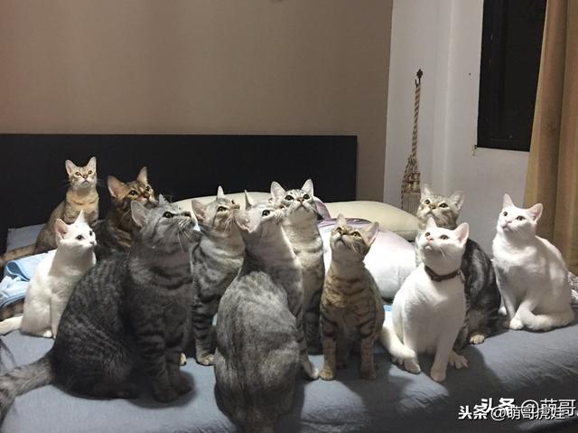 《我和前男友的20只猫》：就算破产我也要把20只猫咪都带回国