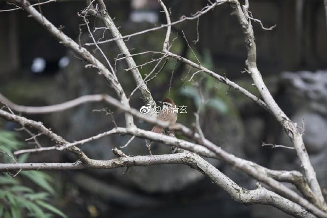 林清玄：永远不要失去想飞的心