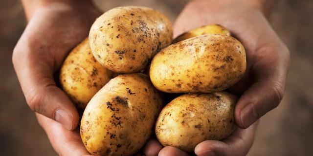 转基因马铃薯的研发者揭示其潜在危害