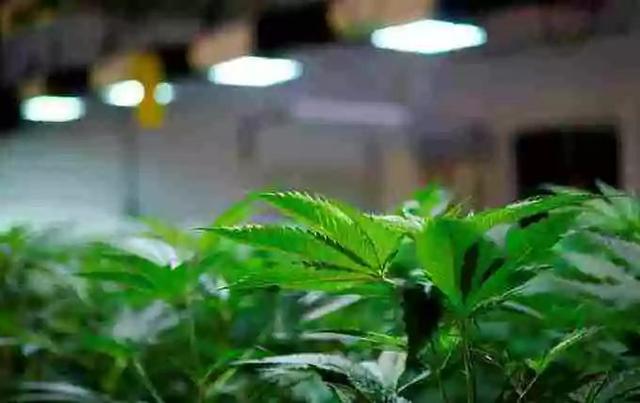 看一看毒品的危害，你就知道中国对加拿大毒贩的判决有多公正