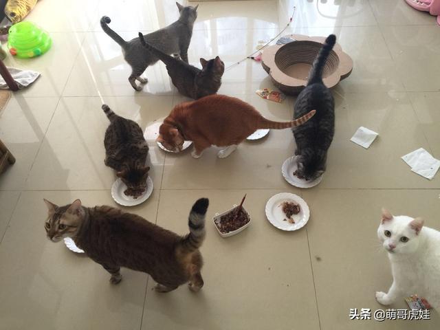 史上最大的田园猫大迁徙，20只猫从新加坡到珠海，3个月花费5万元