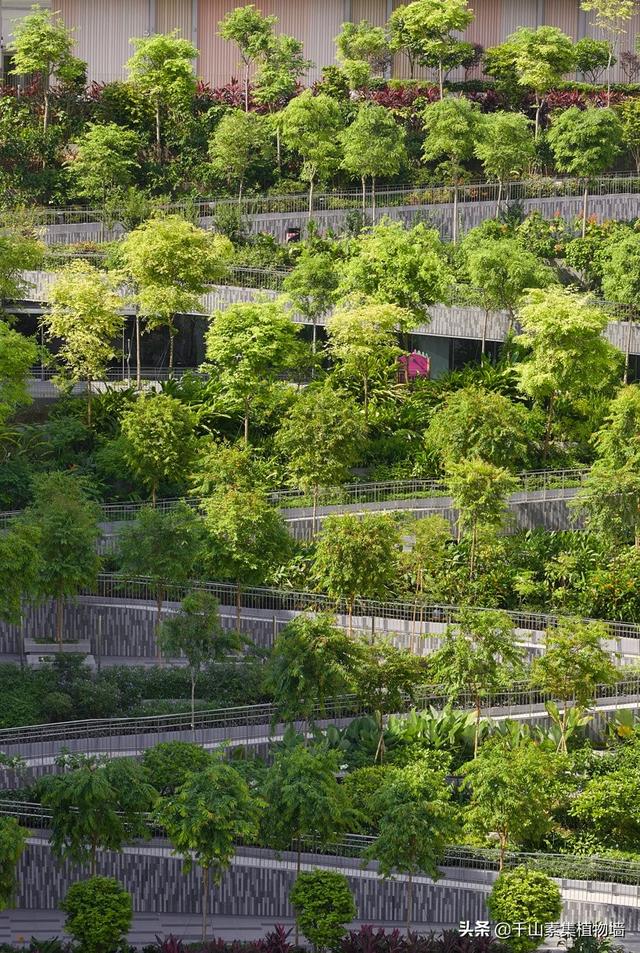 新加坡“绿洲梯田” 打造真正高品质的人居环境！