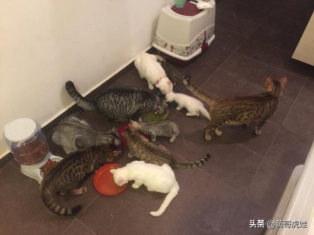 3个月把20只猫从新加坡带回中国，这位铲屎官是如何做到的？