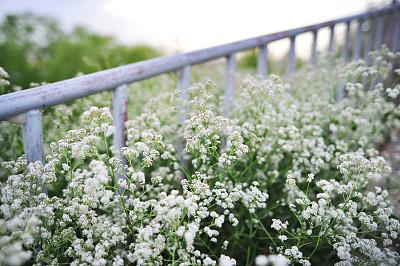 千年花城19看