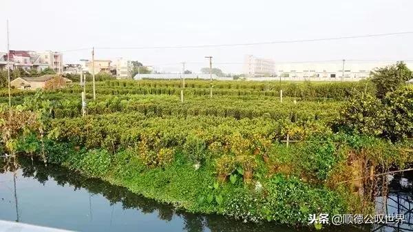 走进仙涌丨这座岭南水乡不简单，竟隐藏着3000亩会发光的桔地！