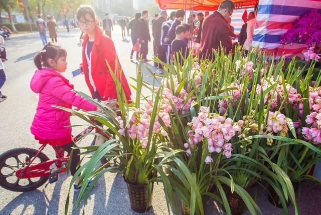 AI花市引领互动新体验，2019年广州花市9大亮点1次看尽！