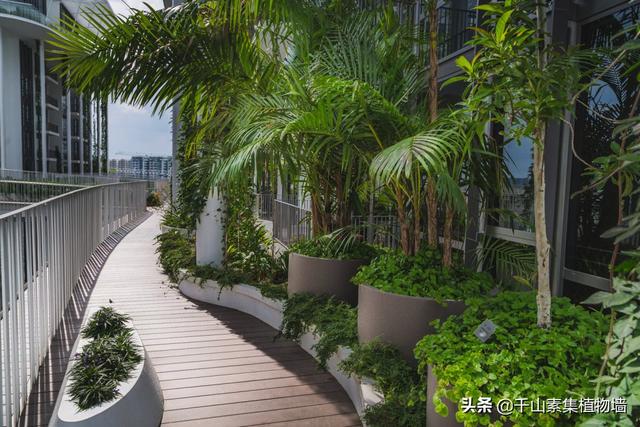 公寓绿化案例·新加坡雨林复式Tembusu公寓！
