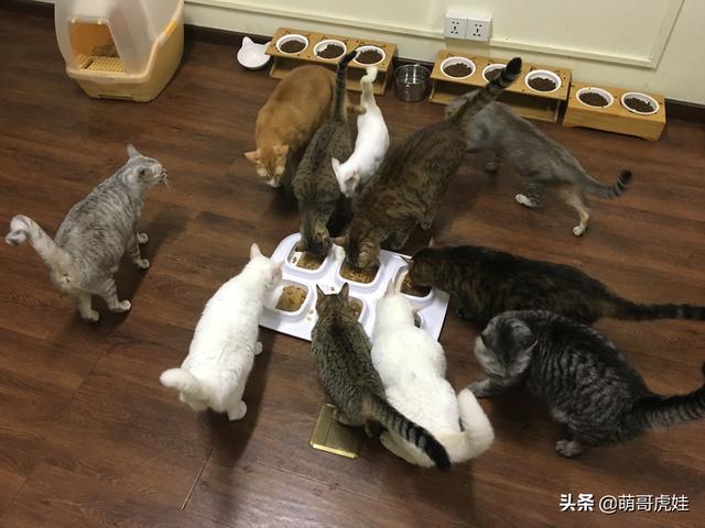 妹子不忍心给猫咪绝育，结果5只变20只，不舍得送人只能自己养着