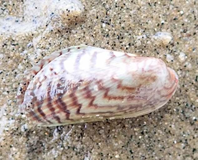 中国贻贝不明原因入侵英国海域，当地物种不堪忍受纷纷窒息死亡！