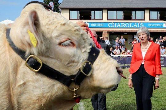 时隔23年 日本取消对英国牛肉的进口禁令