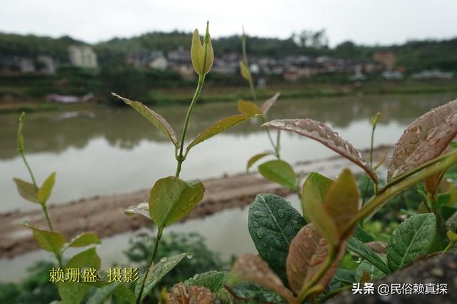 詹氏宗亲联谊新举措——中华詹氏福建龙岩市新罗区协会成立