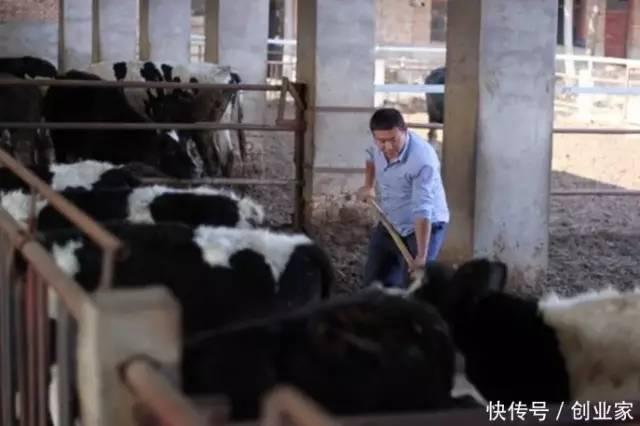 大学生返乡创业养牛，勤勤恳恳一年净赚30万