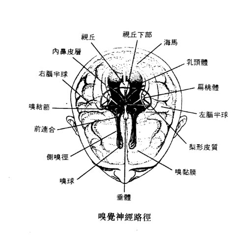 定位/语言钉，视觉锤之后的第三大影响力---嗅觉符码