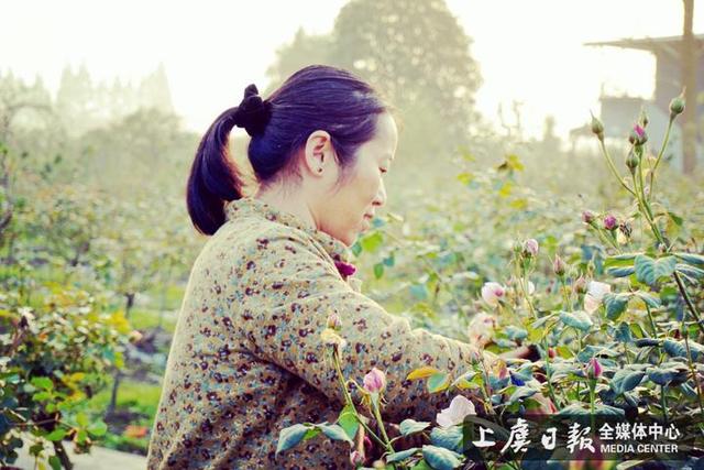 让树玫瑰成为致富“希望花”