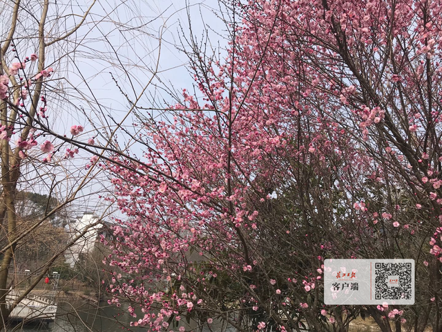 春节前三天42万游客喜提“文旅融合年货”，“花期预报”带您过大年