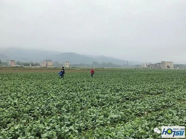 厉害，怀集马宁这个村种植的蔬菜竟远销香港、新加坡！