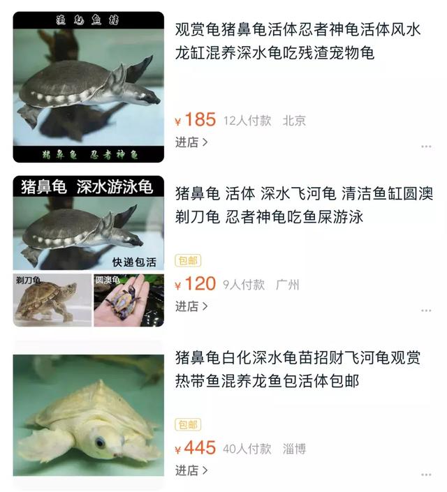 阿鳖阿鳖，你咋长上了猪鼻子？