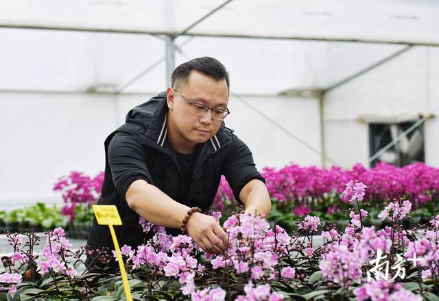 走遍世界只为搜罗珍稀兰花！香港“花农”在佛山育出上千新品种