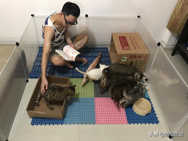 男友抛弃我和20只猫自己又养了9只，看到他的新猫后我瞬间被俘虏