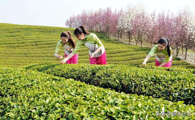 “一圆一扁”吸引全球茶人，首届国际绿茶大会即将在嵊州举行