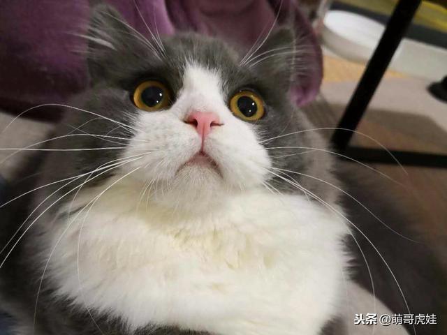 前男友丢下我和20只猫，自己又养了7只名贵猫，知道后我差点气炸