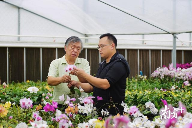 走遍世界只为搜罗珍稀兰花！香港“花农”在佛山育出上千新品种