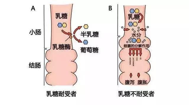 专家认为：羊奶比牛奶更适合中国人