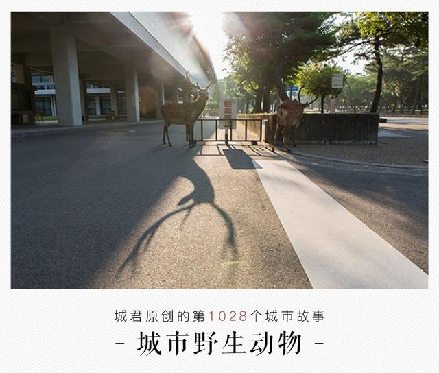 奈良丨旅游攻略不会告诉你，被奈良鹿咬成重伤的样子