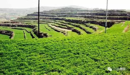 瞬间涨600元，80%靠进口的苜蓿很有“钱景”！