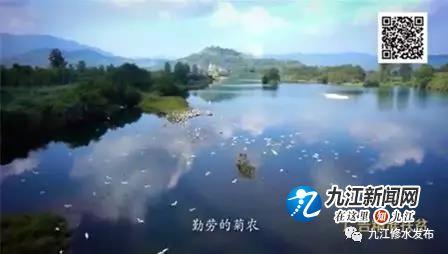 广告精准扶贫│修水“金丝皇菊”火了！在央视央广多个频道频率播出