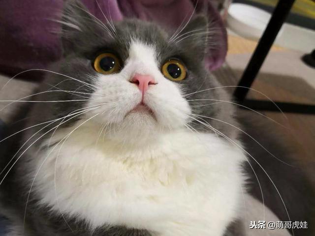 男友抛弃我和20只猫自己又养了9只，看到他的新猫后我瞬间被俘虏