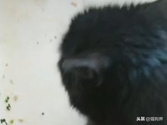 包饺子就包了俩钱，一家人没吃着，一看桌底下，倒是让猫吃出来了