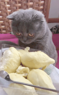 菲律宾抢先开启新加坡榴莲盛宴，超低价格率先侵占狮城各大关口