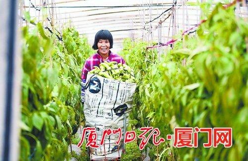 春节前厦门这个村十分忙 忙着为全国各地输送蔬菜