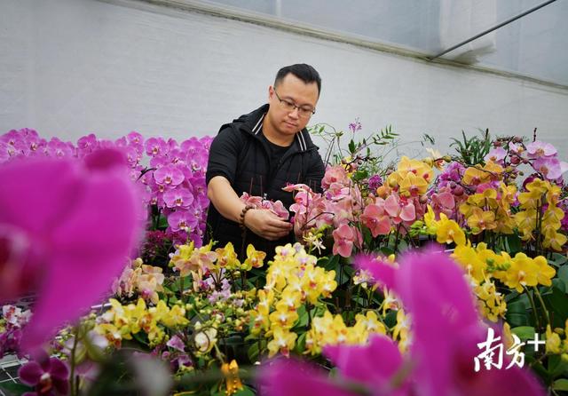 走遍世界只为搜罗珍稀兰花！香港“花农”在佛山育出上千新品种