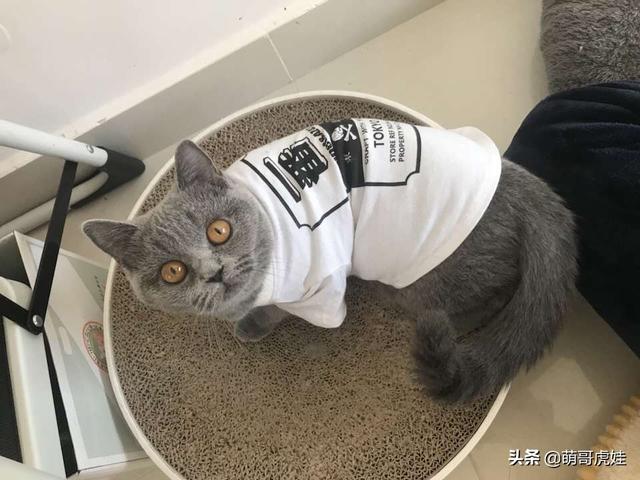 男友抛弃我和20只猫自己又养了9只，看到他的新猫后我瞬间被俘虏