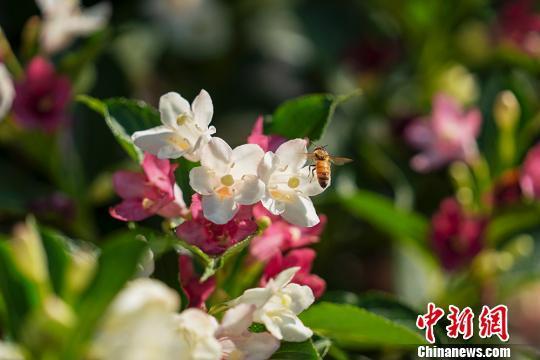 消失近40年，世界上体型最大蜜蜂在印尼岛屿现身