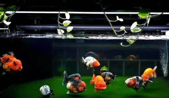 幸福生活，年年有“鱼”！江苏如皋小小“网红鱼”致富有特色